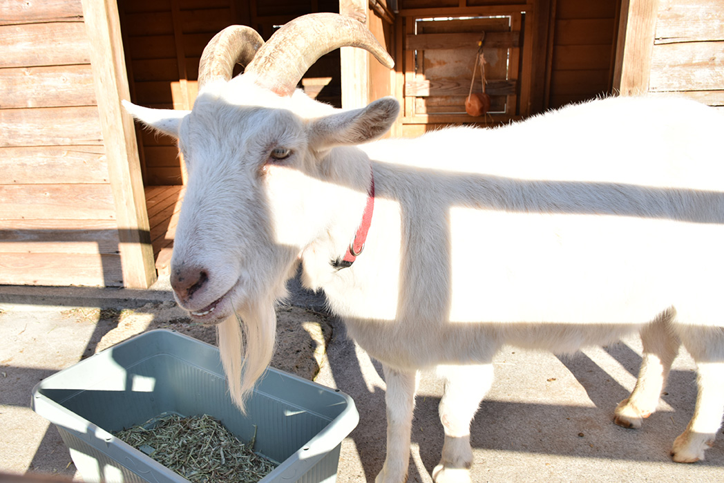 ヤギ